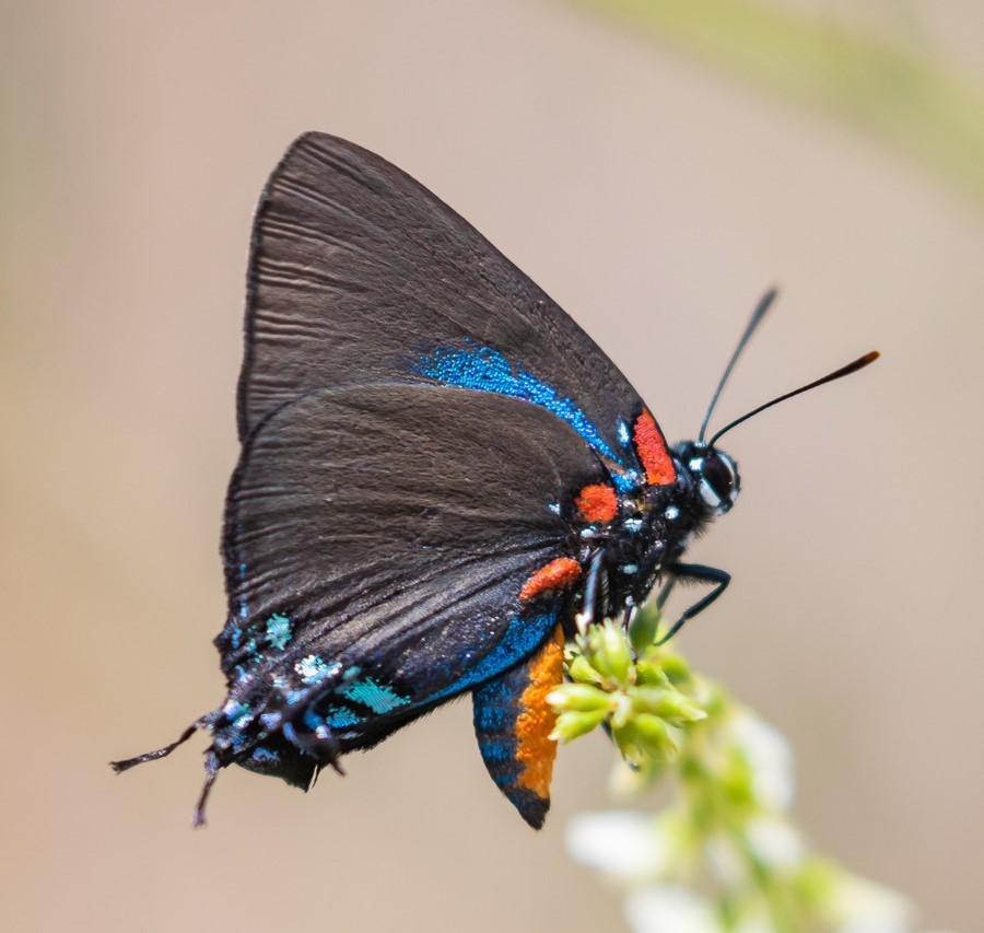 Great Purple Hairstreak Atlides halesus (Cramer, 1777