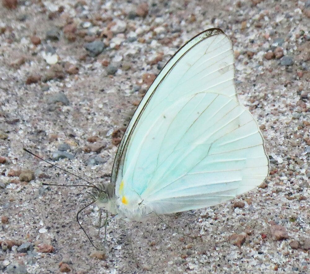 Florida White Appias drusilla (Cramer, 1777)