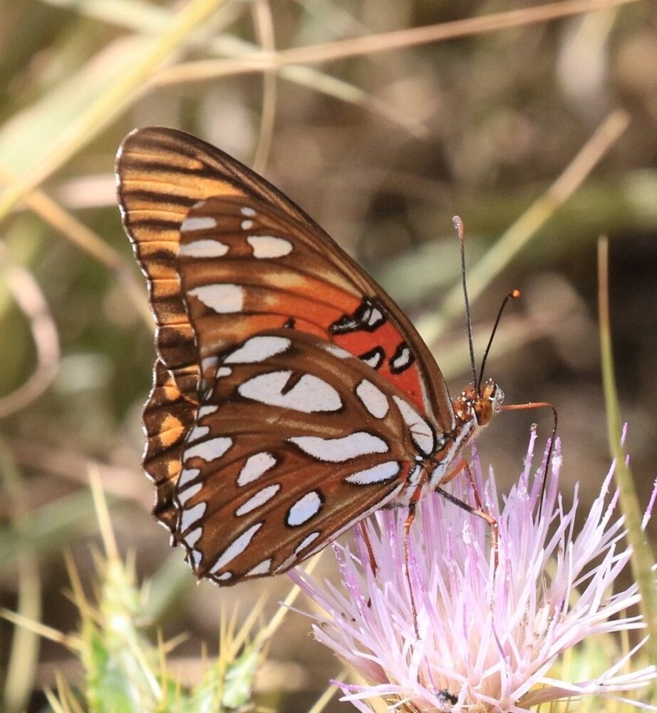 Butterfly splitfin from central Mexico! Caught with a tiny artificial grub  on an Owner New Half Moon Tanago hook. : r/MicroFishing