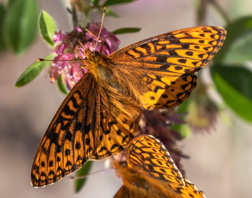 Splitting the leafmining shield-bearer moth genus Antispila Hübner  (Lepidoptera, Heliozelidae): North American species with reduced venation  placed in Aspilanta new genus, with a review of heliozelid morphology