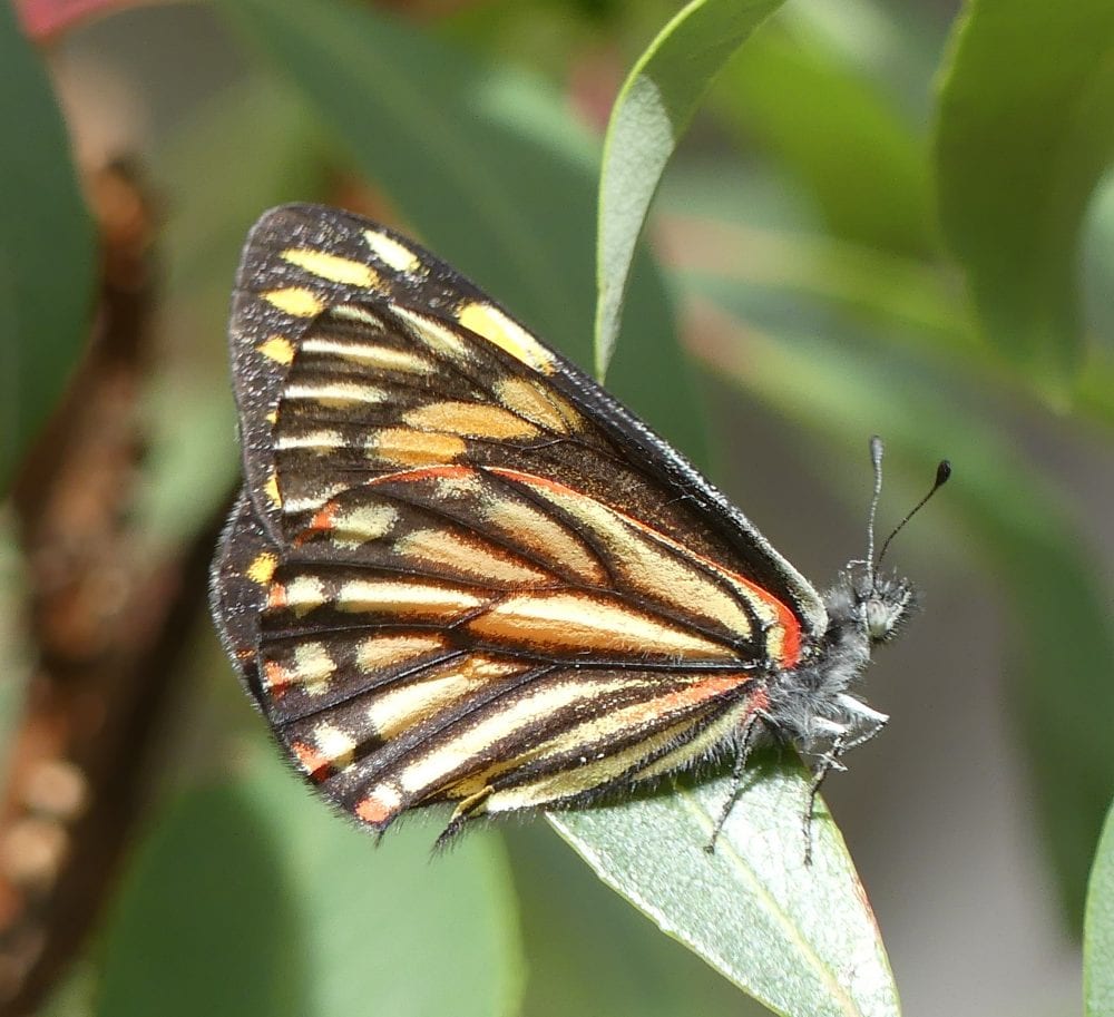 Butterflies of New Mexico: The Whites (Pieridae II: Pierinae) – Pajarito  Environmental Education Center