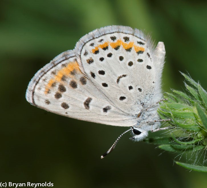 On Gossamer Wings: The Lycaenidae Butterflies - Native Plant Nursery, Novato