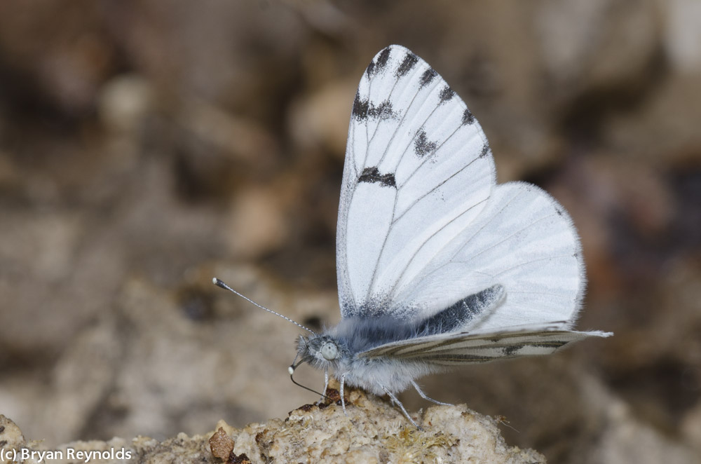 Butterflies of New Mexico: The Whites (Pieridae II: Pierinae) – Pajarito  Environmental Education Center