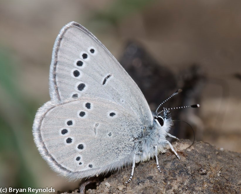 On Gossamer Wings: The Lycaenidae Butterflies - Native Plant Nursery, Novato