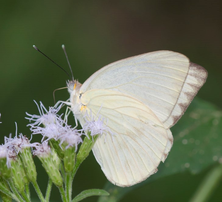 White Butterflies - Hernando Sun