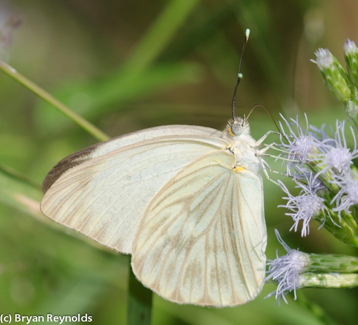 Butterflies of New Mexico: The Whites (Pieridae II: Pierinae) – Pajarito  Environmental Education Center