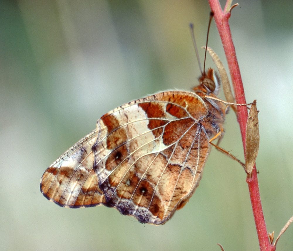 First butterflies winged off from North and Central America - Futurity