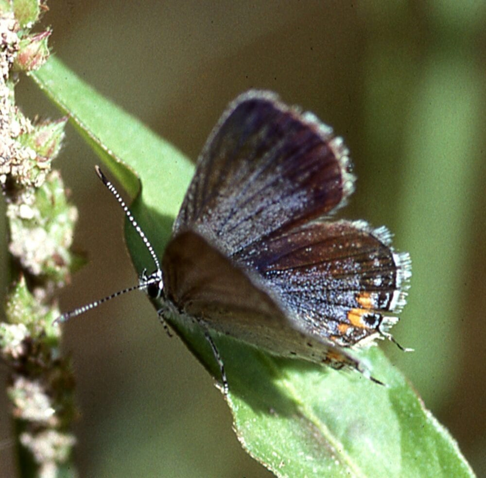 On Gossamer Wings: The Lycaenidae Butterflies - Native Plant Nursery, Novato