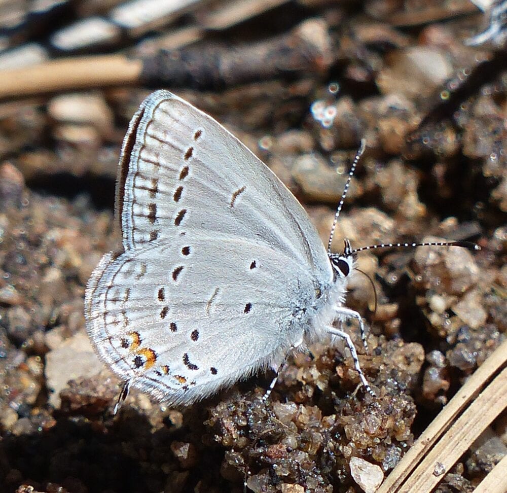 Butterflies of New Mexico: The Gossamerwings III: The Blues