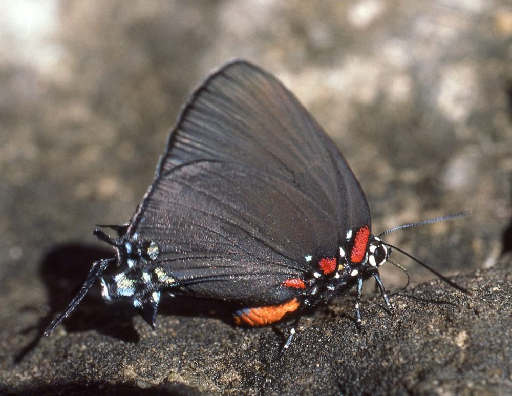 Great Purple Hairstreak Atlides halesus (Cramer, 1777