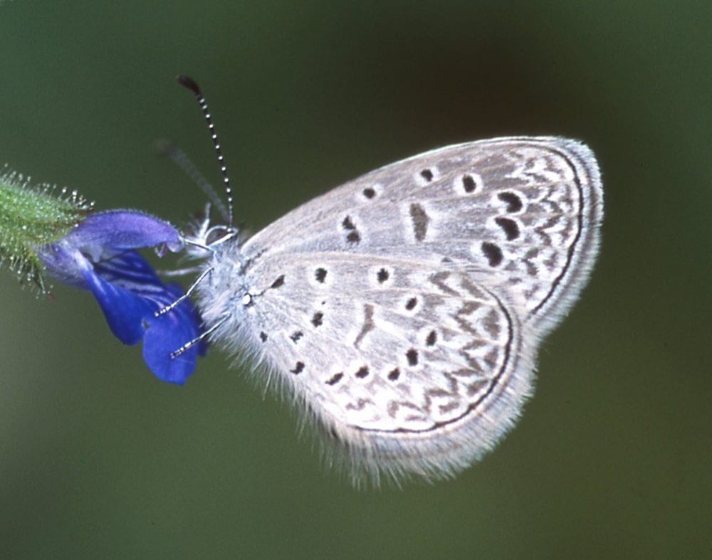 Butterflies of New Mexico: The Gossamerwings III: The Blues