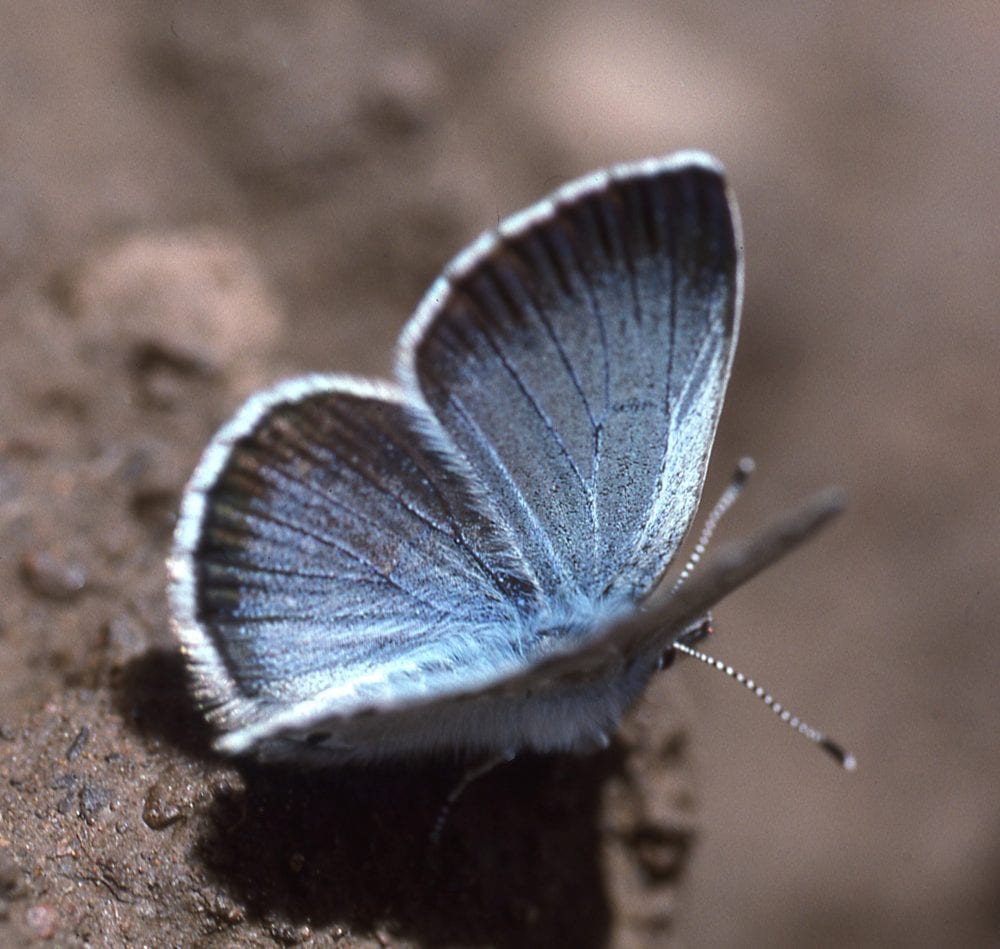 On Gossamer Wings: The Lycaenidae Butterflies - Native Plant Nursery, Novato