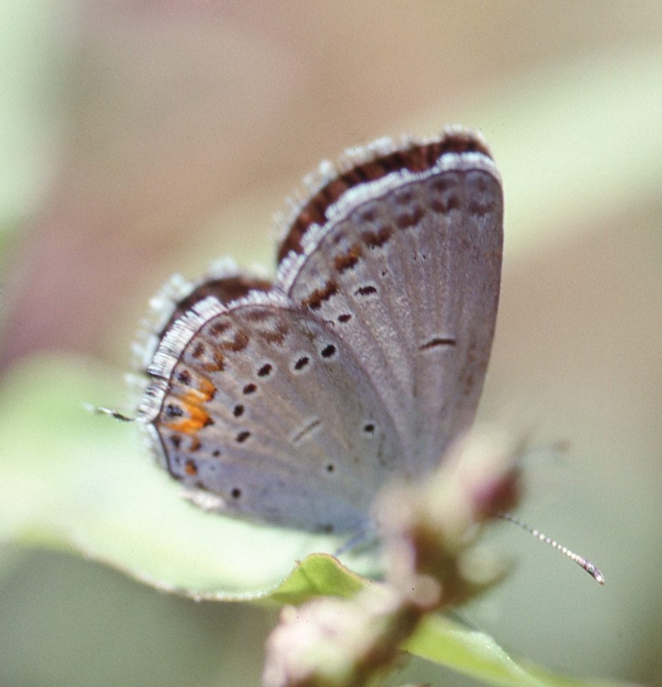 On Gossamer Wings: The Lycaenidae Butterflies - Native Plant Nursery, Novato