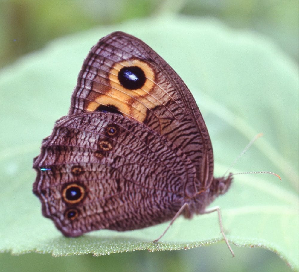 Veneciana de Madera – Butterfly