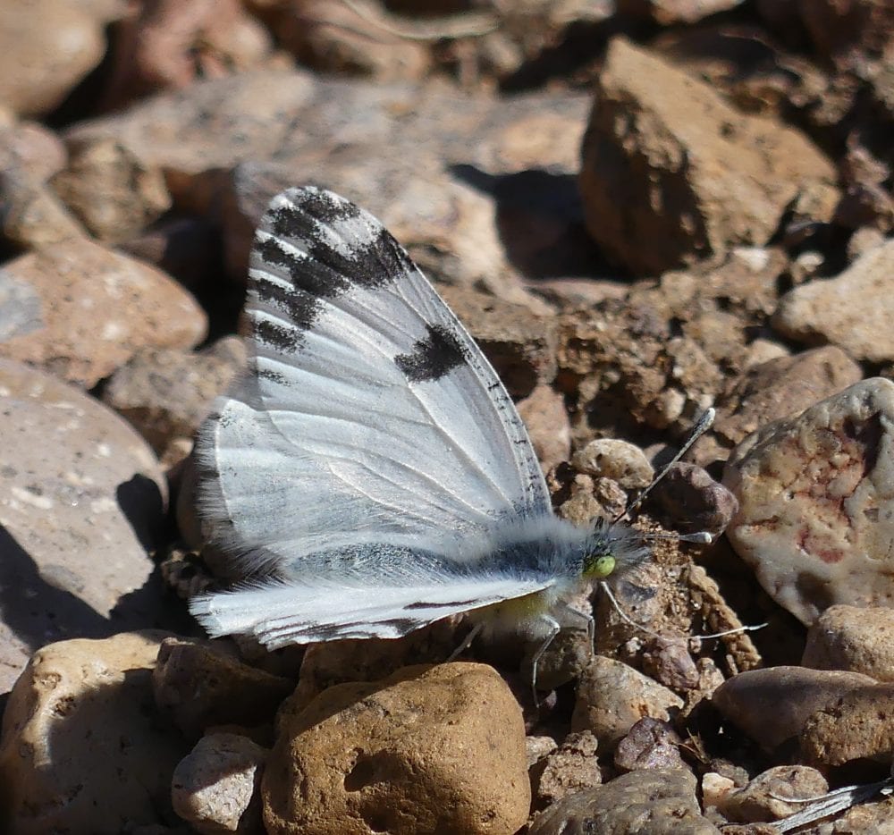 Butterflies of New Mexico: The Whites (Pieridae II: Pierinae) – Pajarito  Environmental Education Center