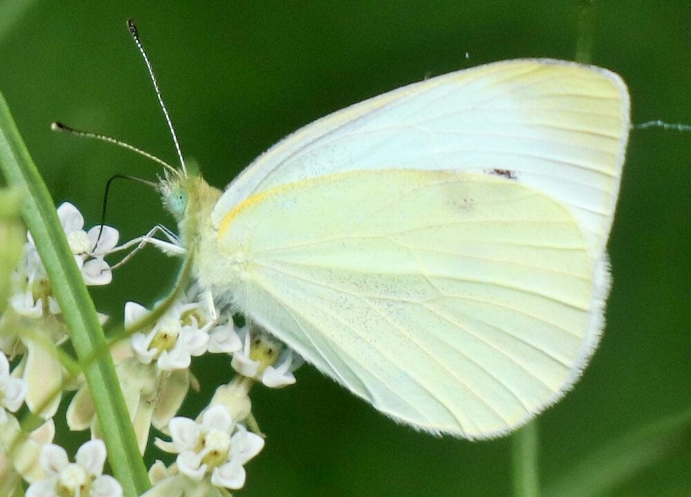 White butterflies - Keele University