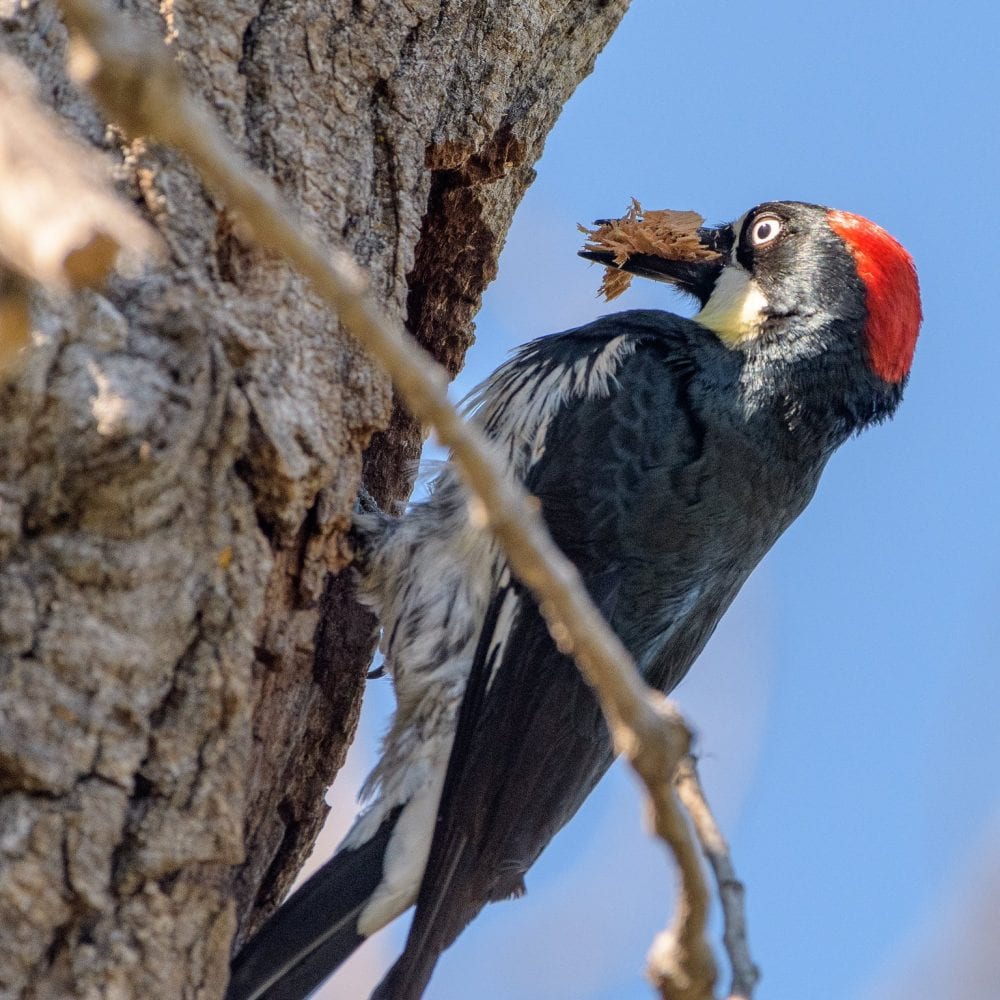 acorn woodpecker habitat