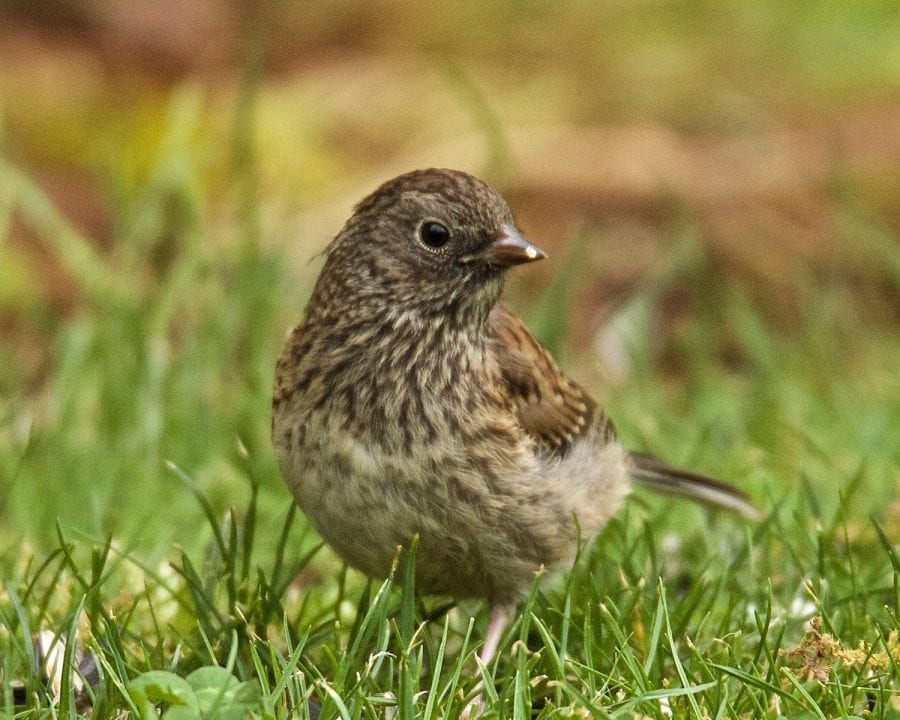 Dark-eyed Junco – Pajarito Environmental Education Center