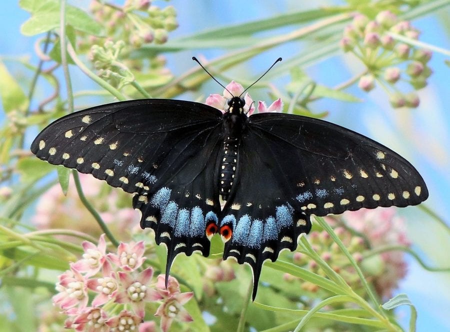 Butterflies of New Mexico: The Swallowtails (Papilionidae) – Pajarito ...