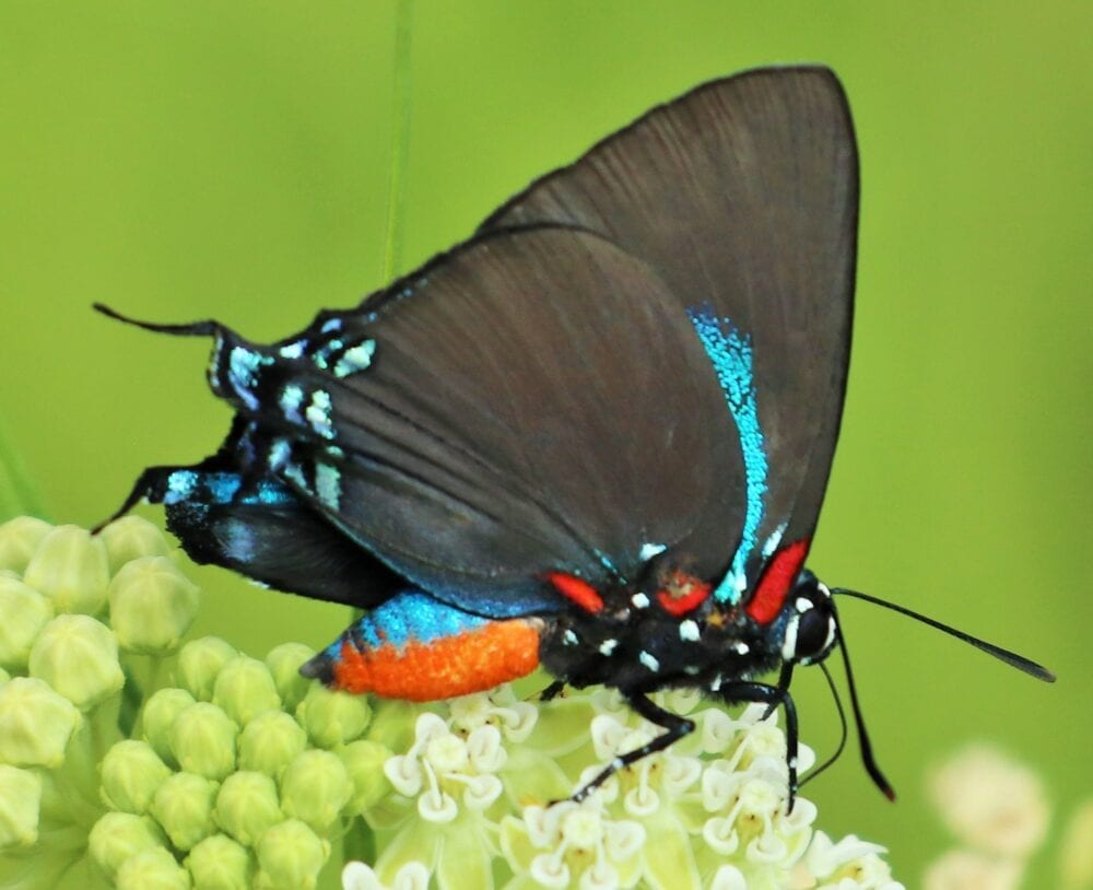 Great Purple Hairstreak Atlides halesus (Cramer, 1777