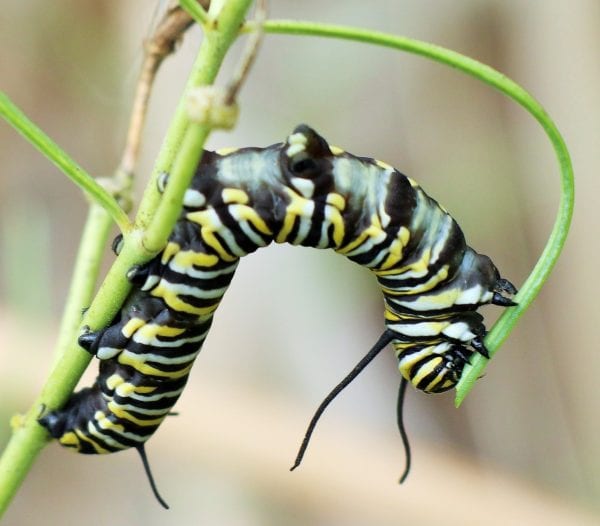 Butterflies of New Mexico: The Brushfoots II: Milkweed Butterflies (Nymphalidae: Danainae ...