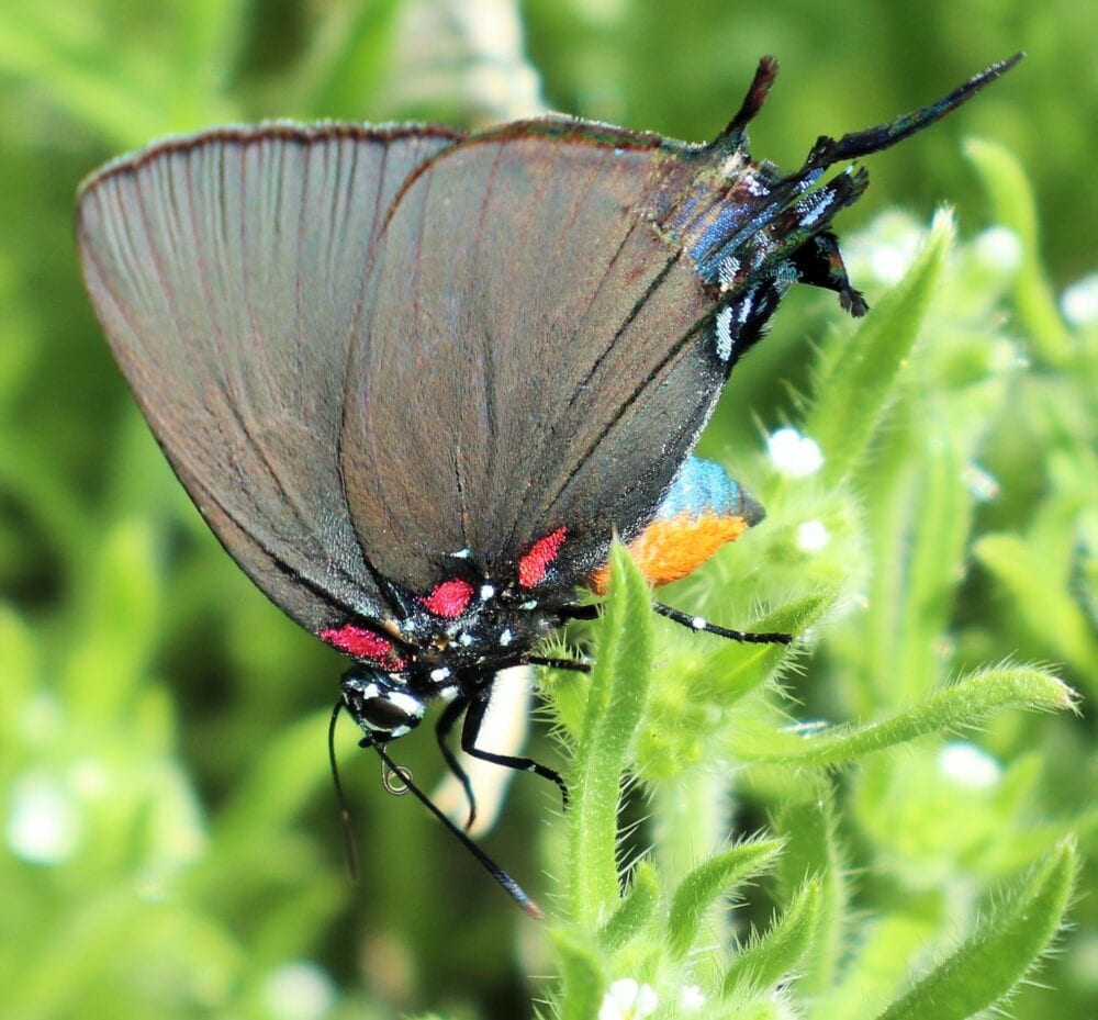 Great Purple Hairstreak Atlides halesus (Cramer, 1777