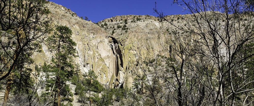 Orange cliffs with ponderosa pine trees in the front.