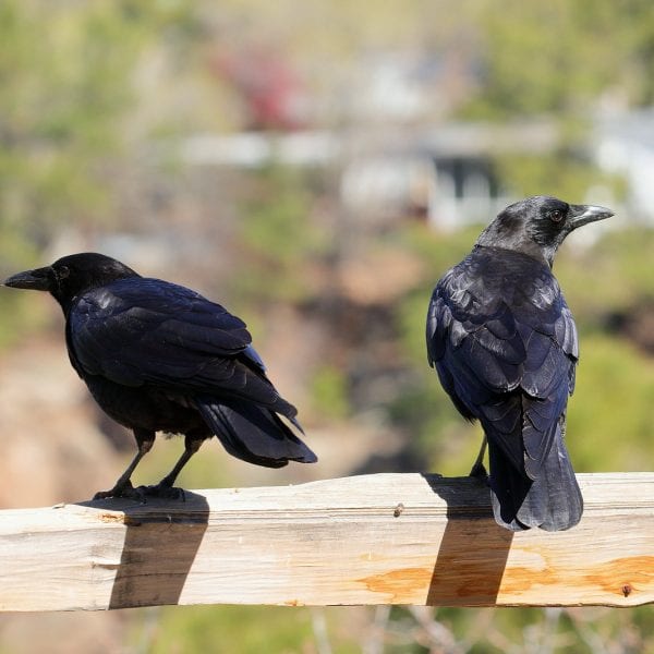 American Crow – Pajarito Environmental Education Center