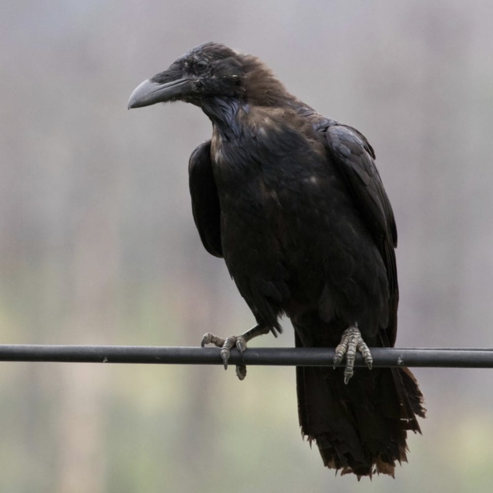 Bird of the Week – Common Ravens – Pajarito Environmental Education Center