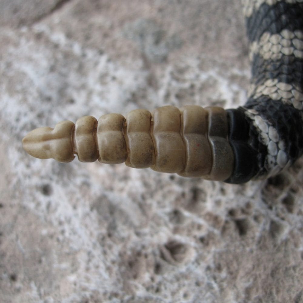 diamondback rattlesnake tail