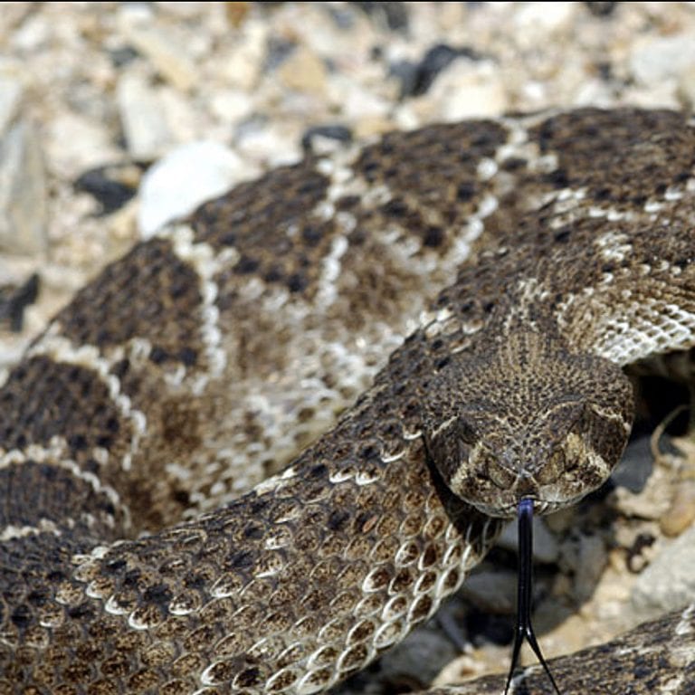 Western Diamondback Rattlesnake – Pajarito Environmental Education Center