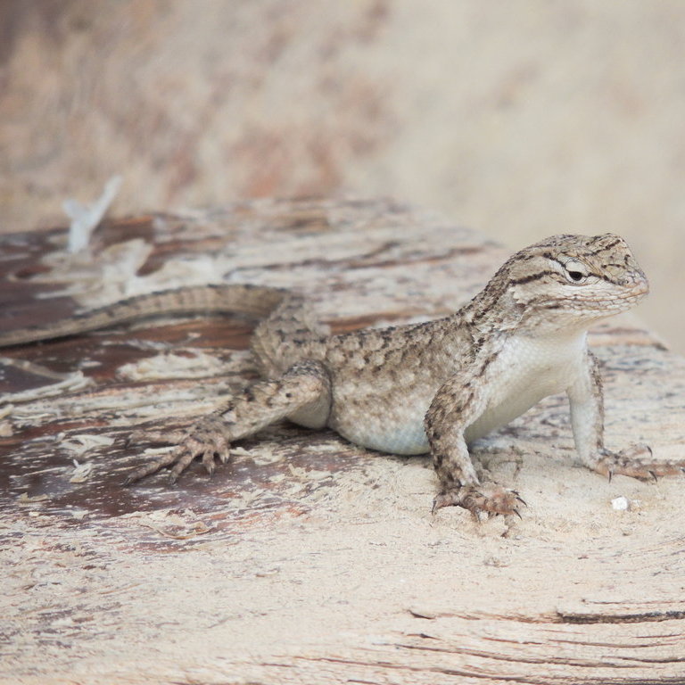 Western Fence Lizard, Nature Collective