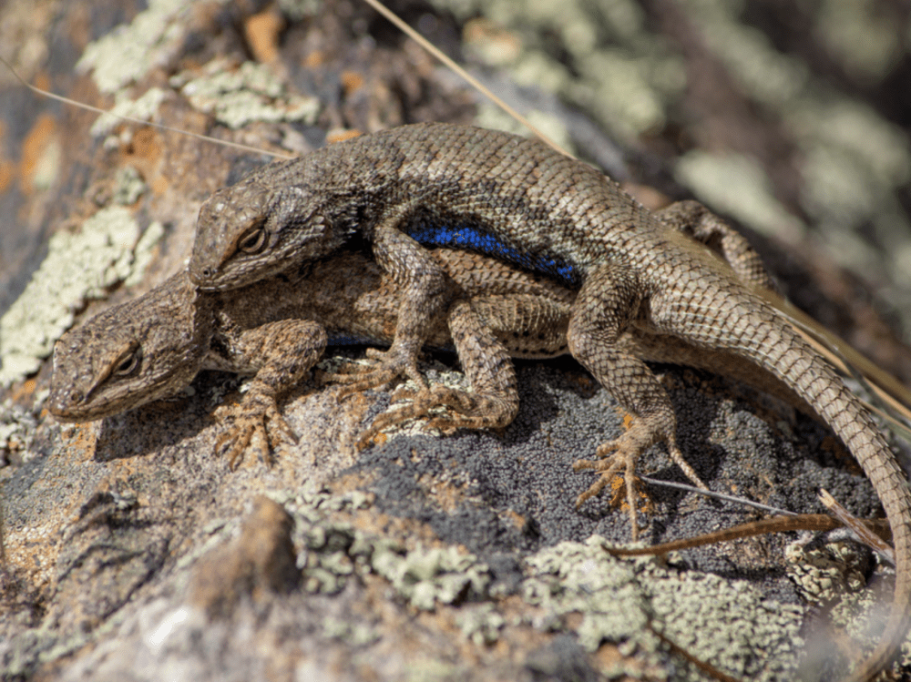 Plateau Fence Lizard – Pajarito Environmental Education Center