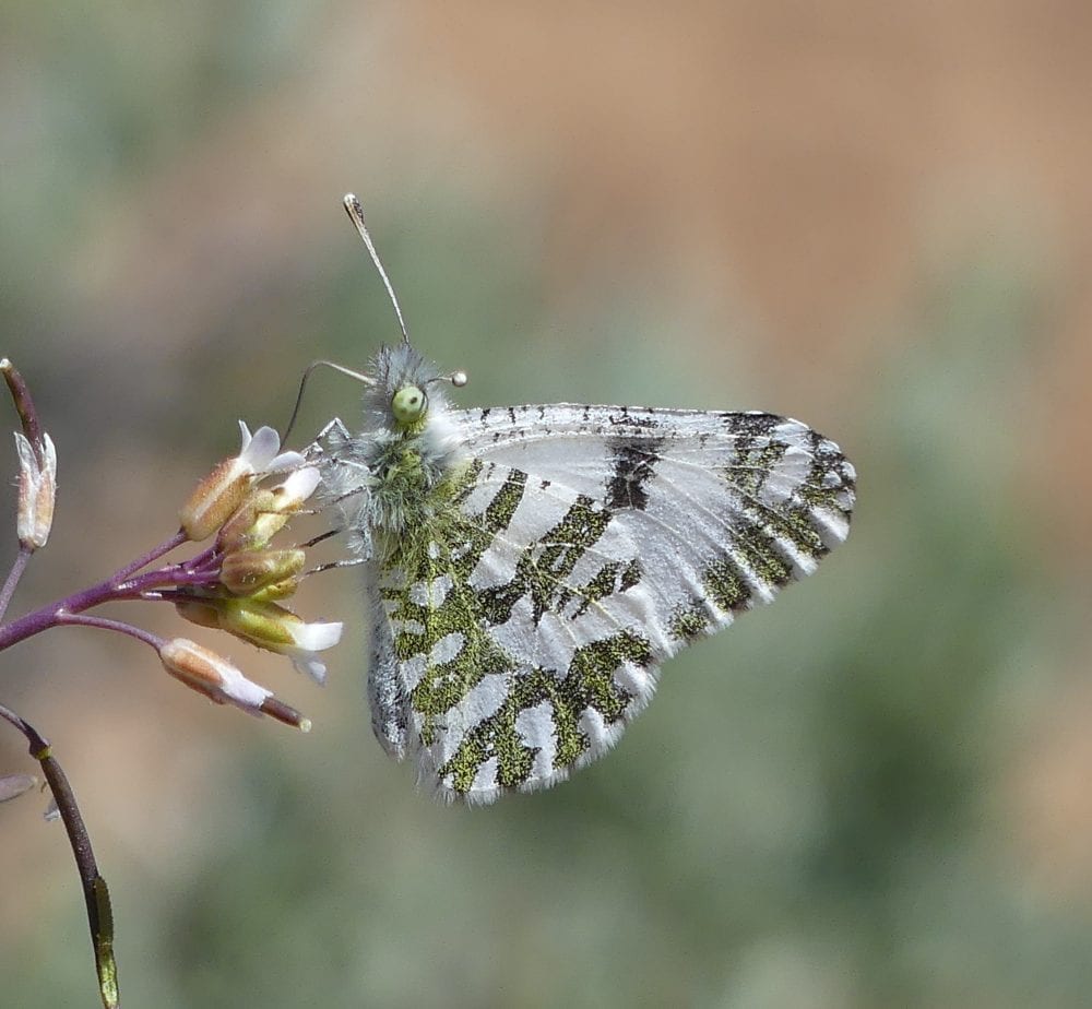 Butterflies of New Mexico: The Whites (Pieridae II: Pierinae) – Pajarito  Environmental Education Center