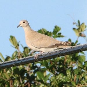 Eurasian Collared-Dove – Pajarito Environmental Education Center