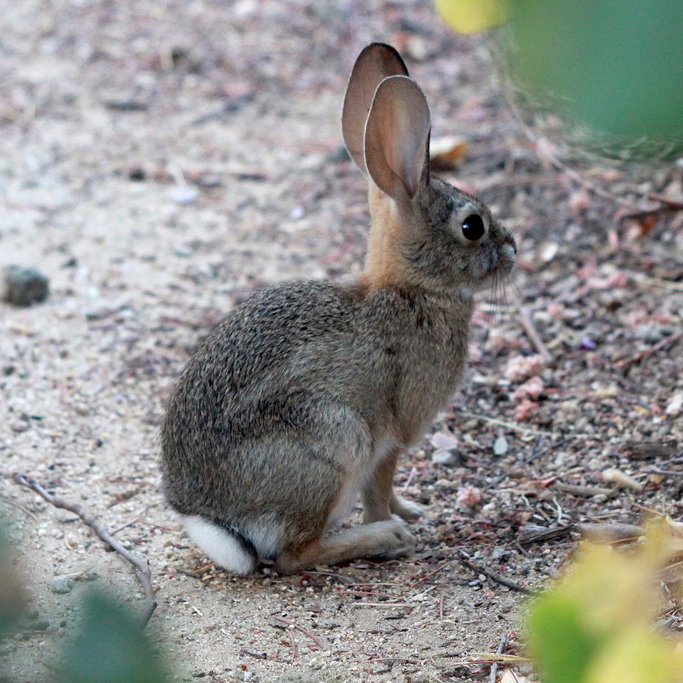 Cottontails (Desert and Mountain) – Pajarito Environmental Education Center