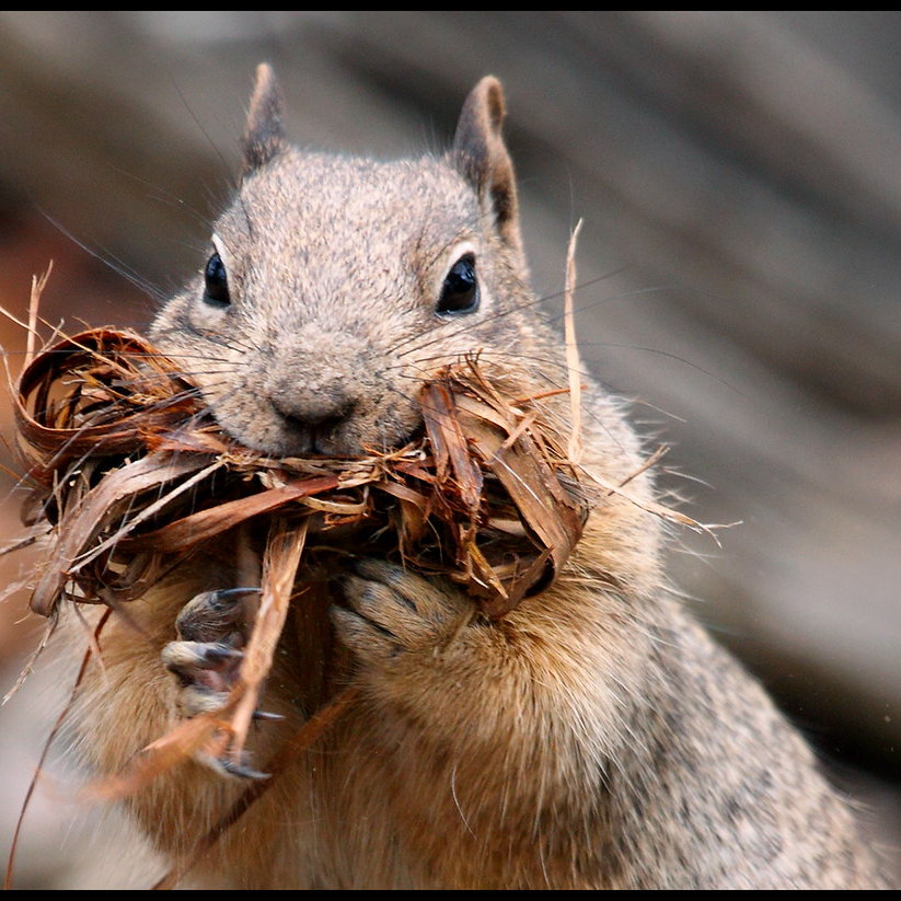 rock squirrel