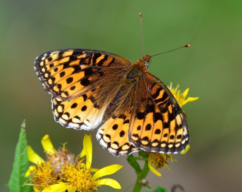 Gulf Fritillary Butterfly Decals - Saber-Tooth Co.