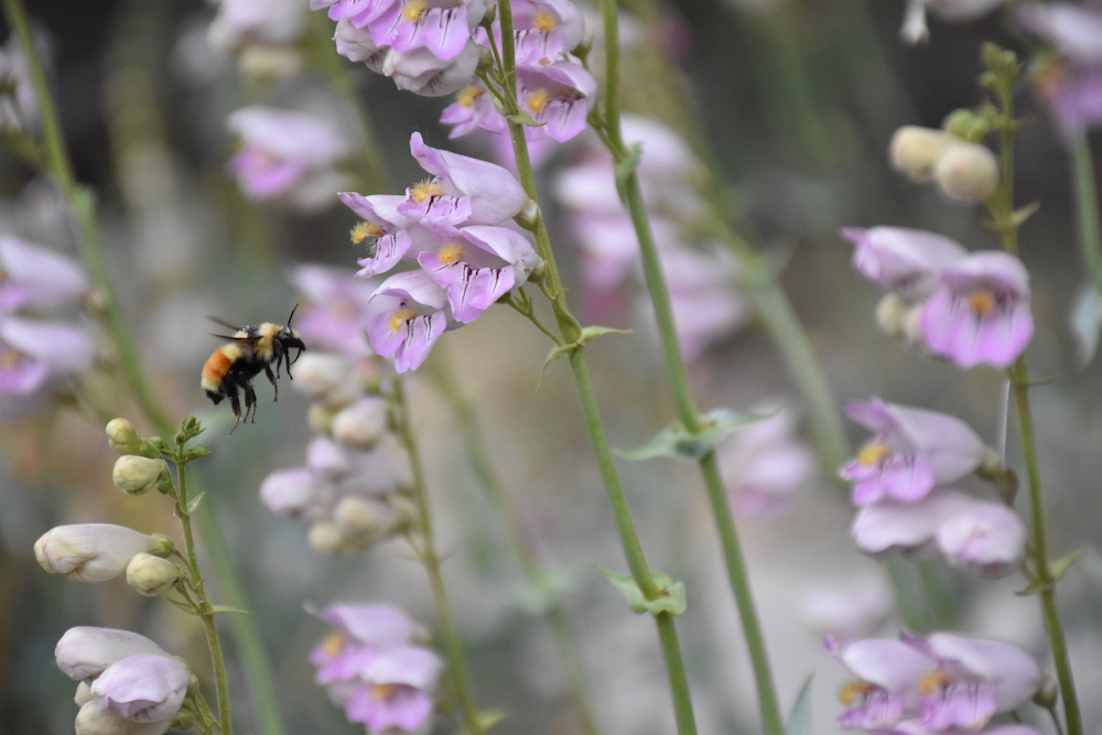 A bee pays a visit to a penstemon palmeri at the Los Alamos Nature Center. Photo by Larry Deaven