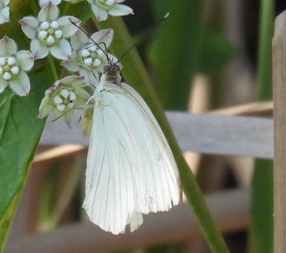 Western checkered white butterflies arrive in the Bemidji area