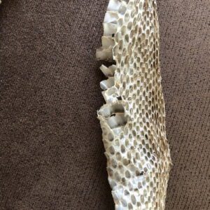 Bullsnake – Pajarito Environmental Education Center