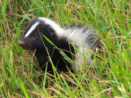 Striped Skunk – Pajarito Environmental Education Center