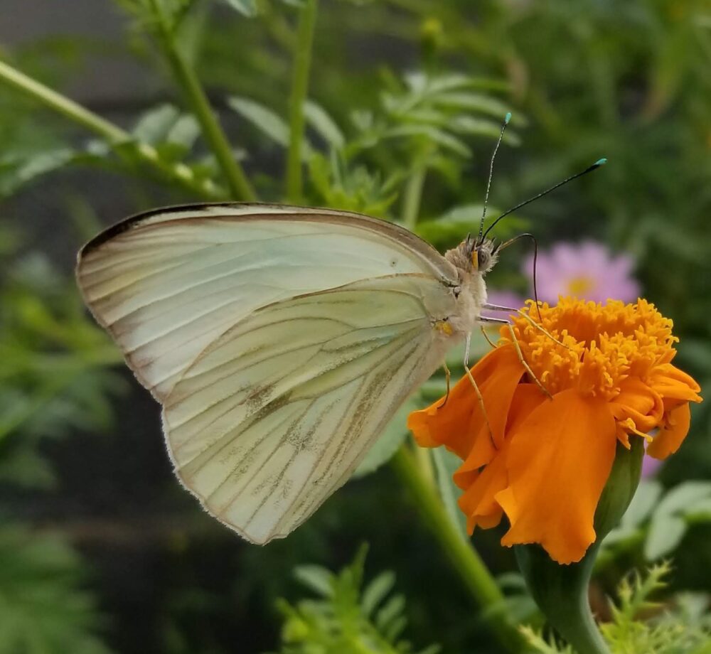 Butterflies of New Mexico: The Whites (Pieridae II: Pierinae) – Pajarito  Environmental Education Center