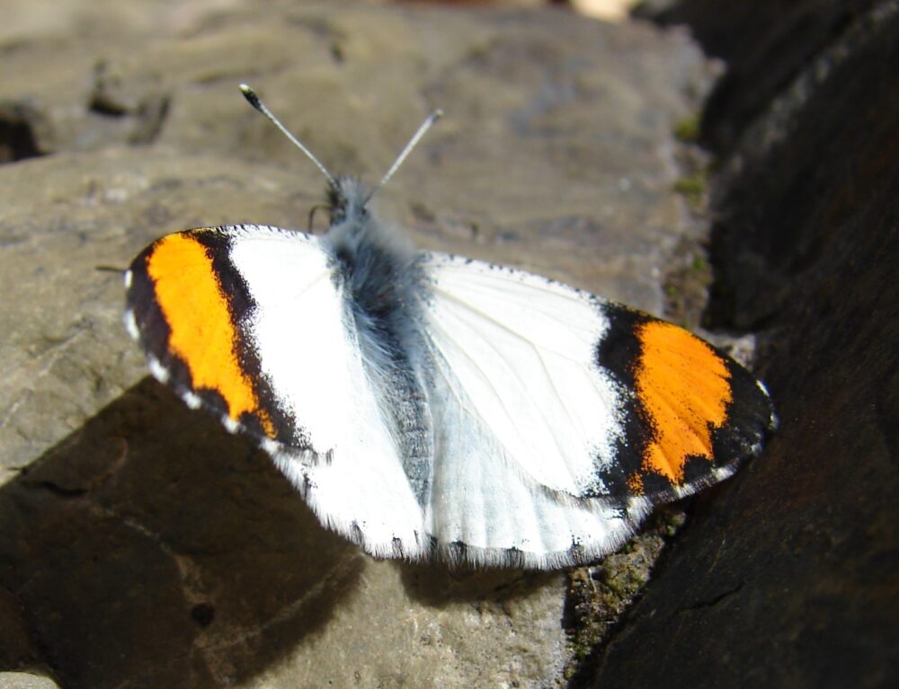 Two (2) Pieris candia, WHITE Butterflies, A1 Real Dry-Preserved Butter 