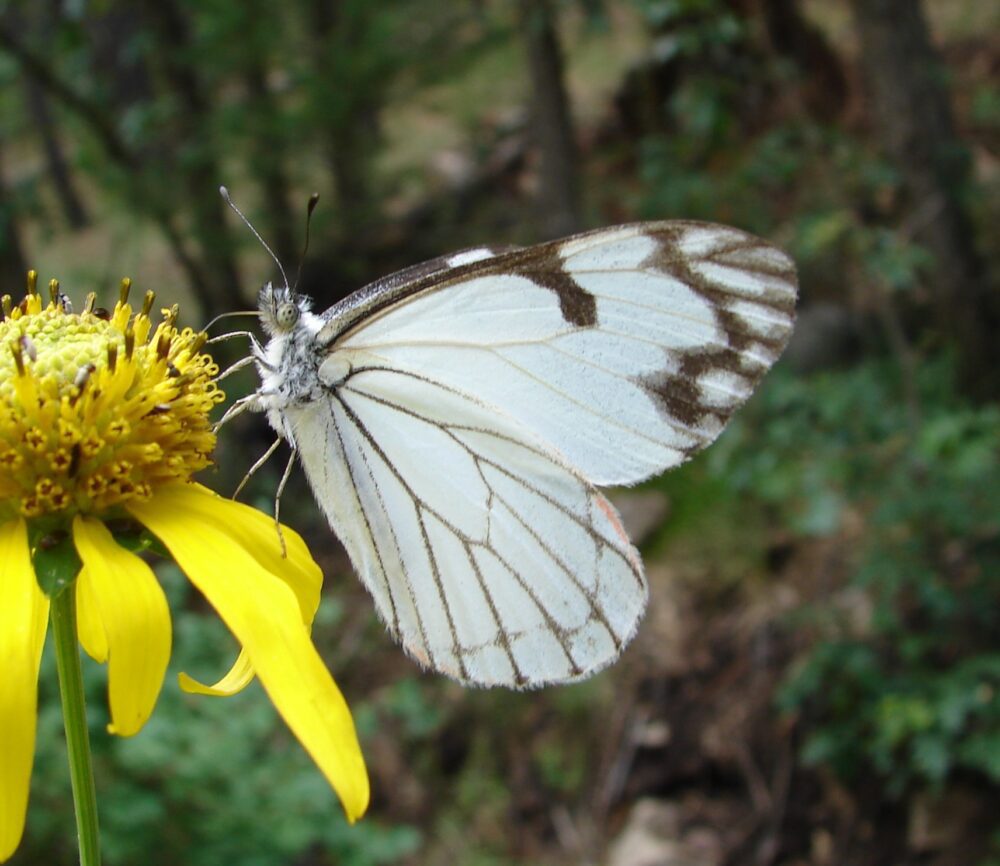 Florida White Appias drusilla (Cramer, 1777)