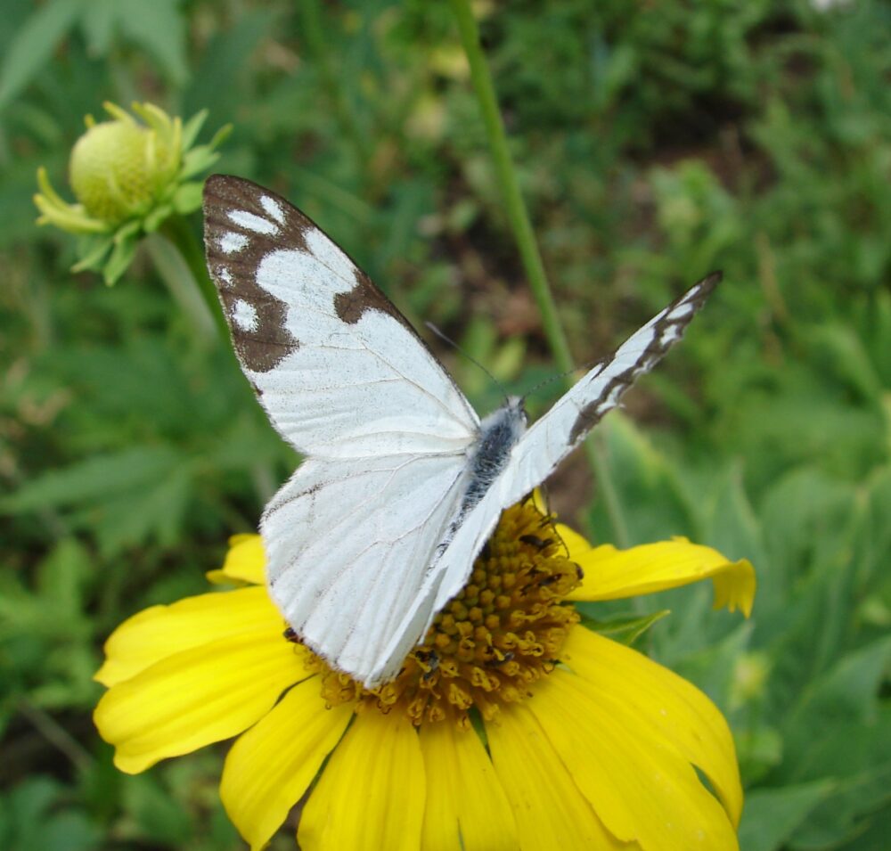 Western checkered white butterflies arrive in the Bemidji area