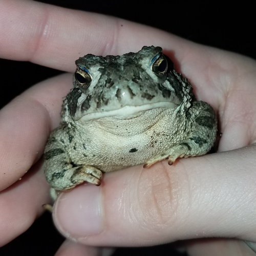 There's hundreds of baby frogs in my backyard. They spent their tadpole  lives in our pond. : r/aww