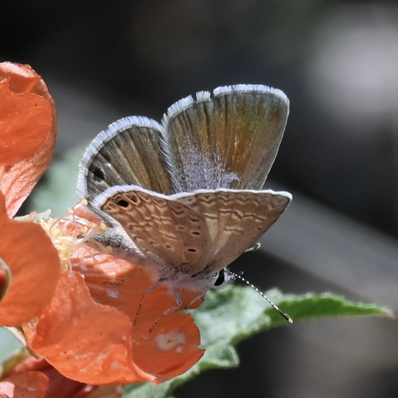 On Gossamer Wings: The Lycaenidae Butterflies - Native Plant Nursery, Novato