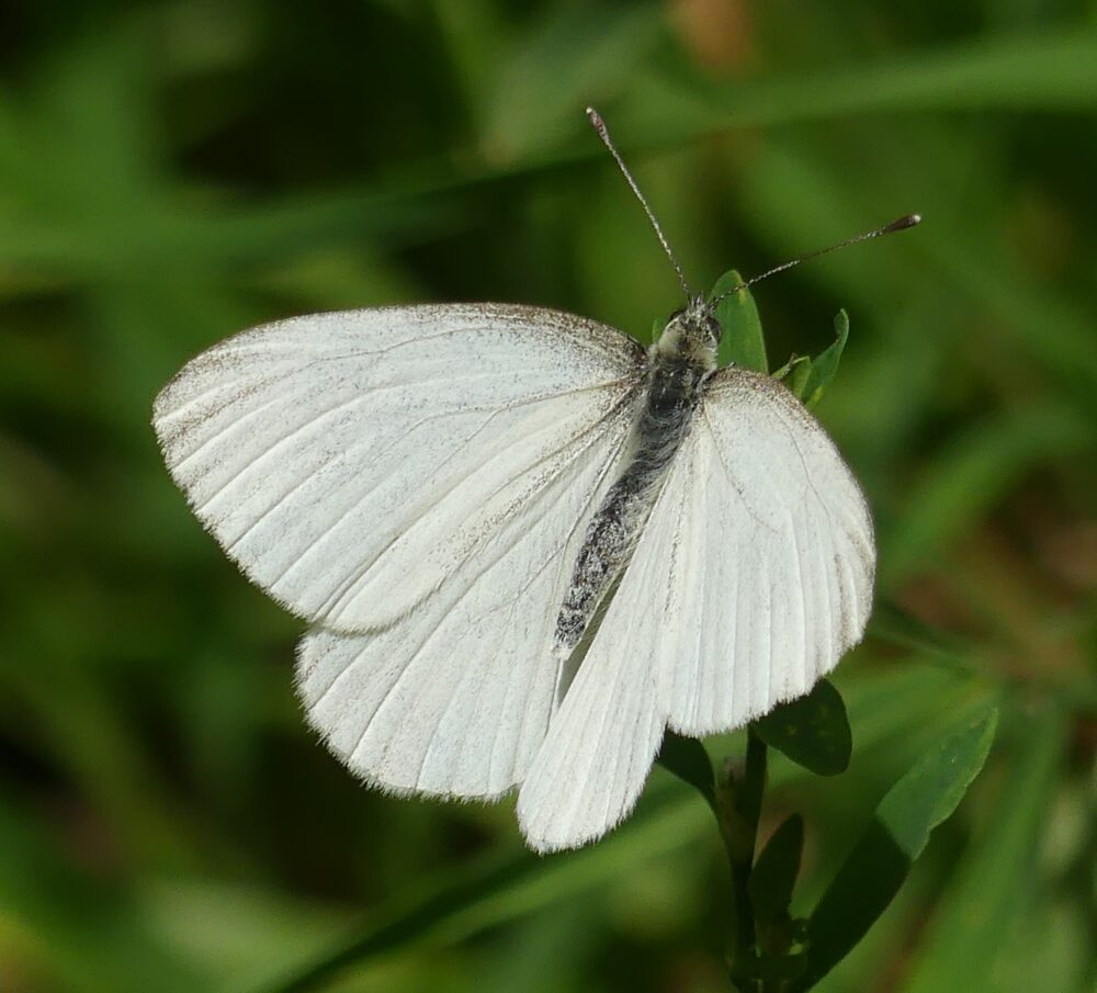 Western checkered white butterflies arrive in the Bemidji area