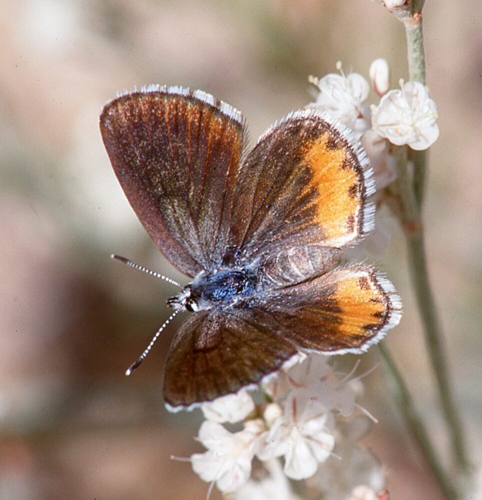 On Gossamer Wings: The Lycaenidae Butterflies - Native Plant Nursery, Novato